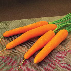 Ingot, (F1) Carrot Seeds